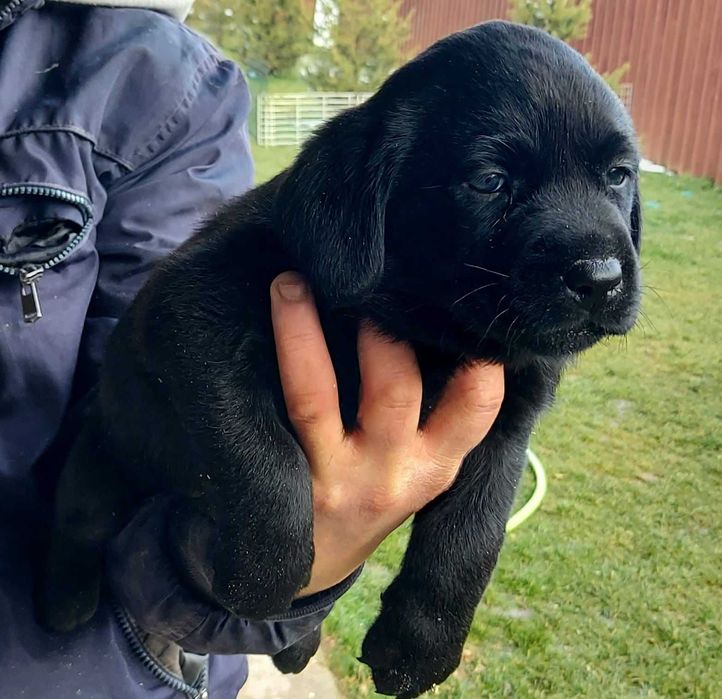 Labrador Retriever