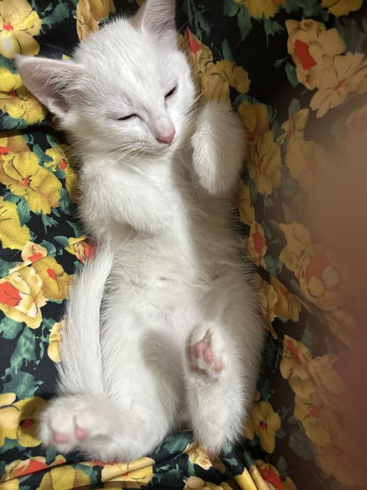 Мысық Котенок Марғау 3 ай/м