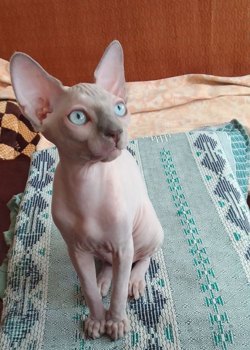 Канадские сфинксы(мальчик и девочка)