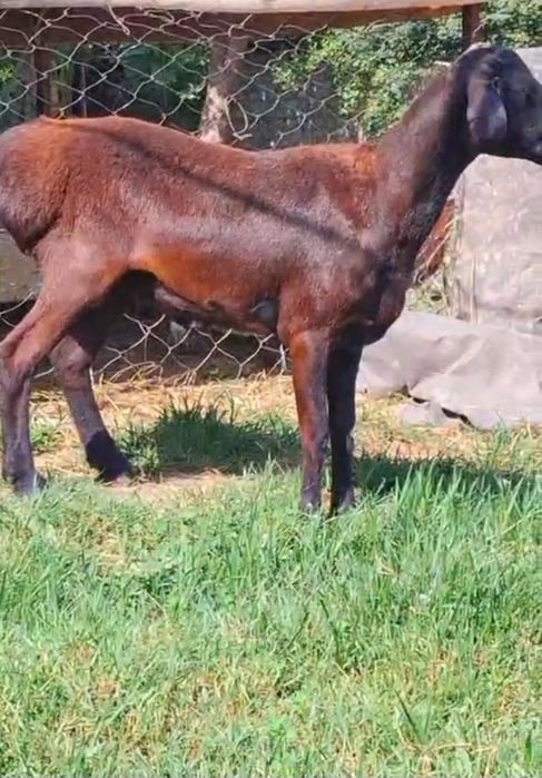 Зотли тоза хусори каштан куй сотилади