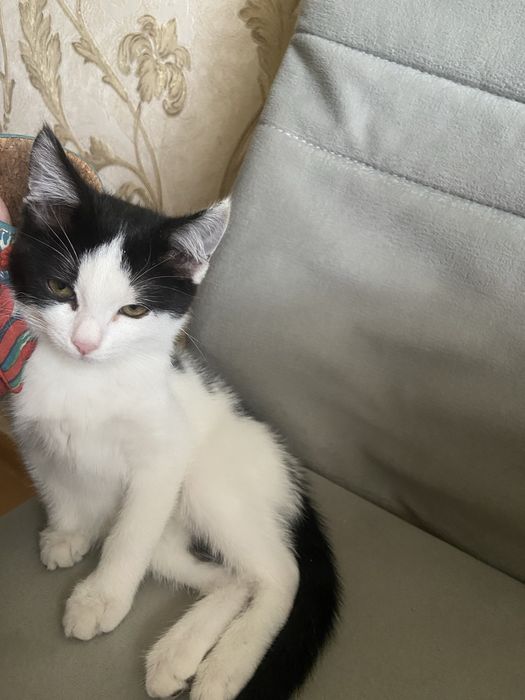 Котенок в добрые руки