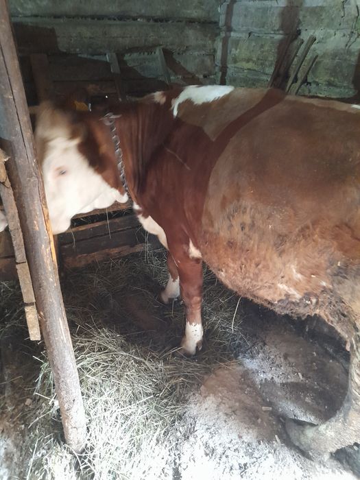 Vaca baltata de 3 vitei