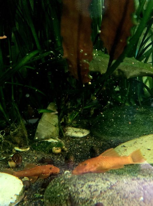 Продам молодых самок Анцитруса Super Red