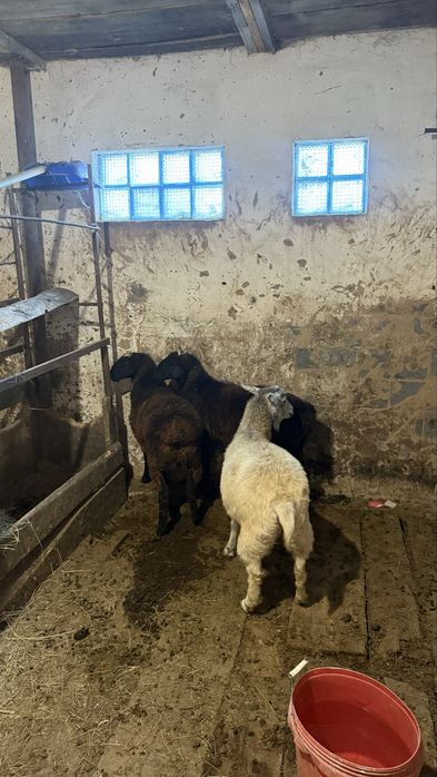 Багылан қозы ешкі