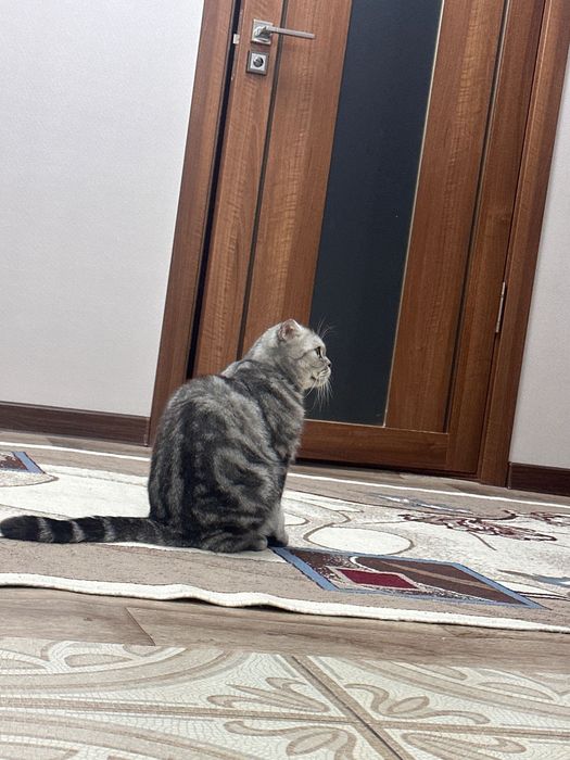 Вислоухий шотландец (Скоттиш-фолд)