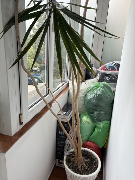 Vând Dracaena Marginata matură