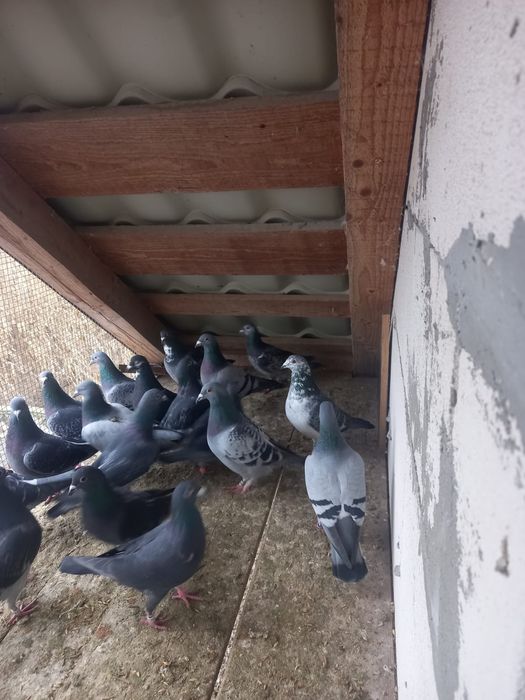 Porumbei origine Belgia si Olanda