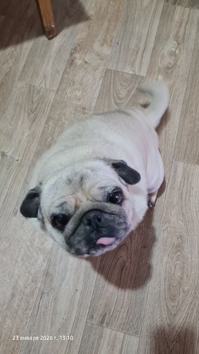 Отдам в хорошие руки Мопса