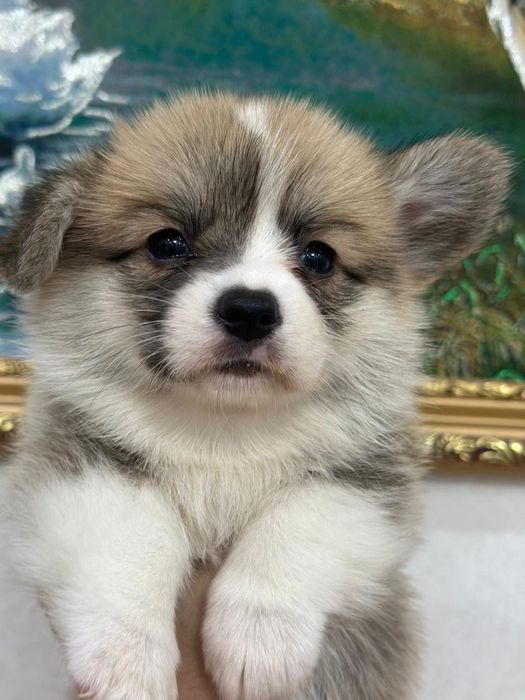 Щеночки вельш корги фци