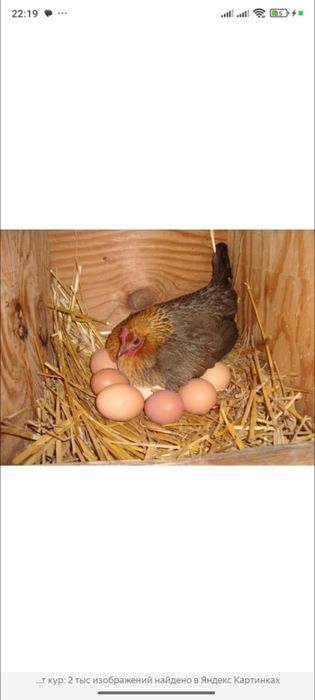 Яйца для инкубатора