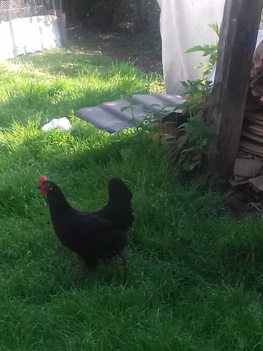 Vand o găină puicuta marans negru-arămiu
