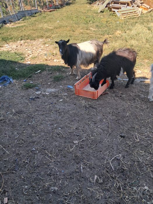 Capre Si un Țap