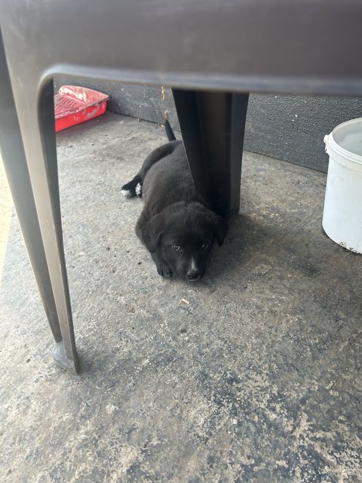 Кученца за осиновяване/подарявам