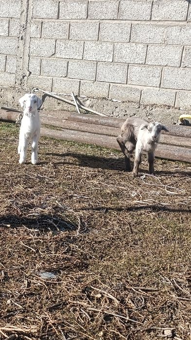 Сауын ешкі сатылады