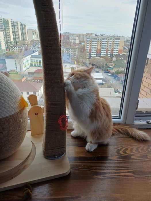 Ласкуша-котенок Лучик Солнышкин ищет самых лучших котородителей