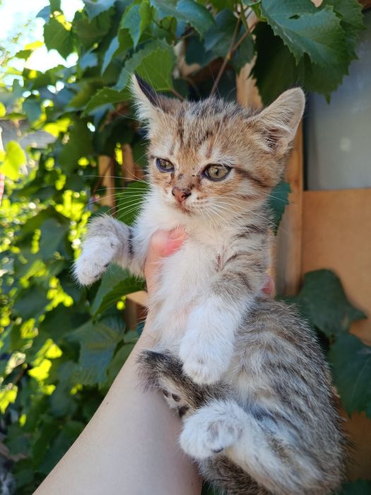 Отдам котят в добрые руки