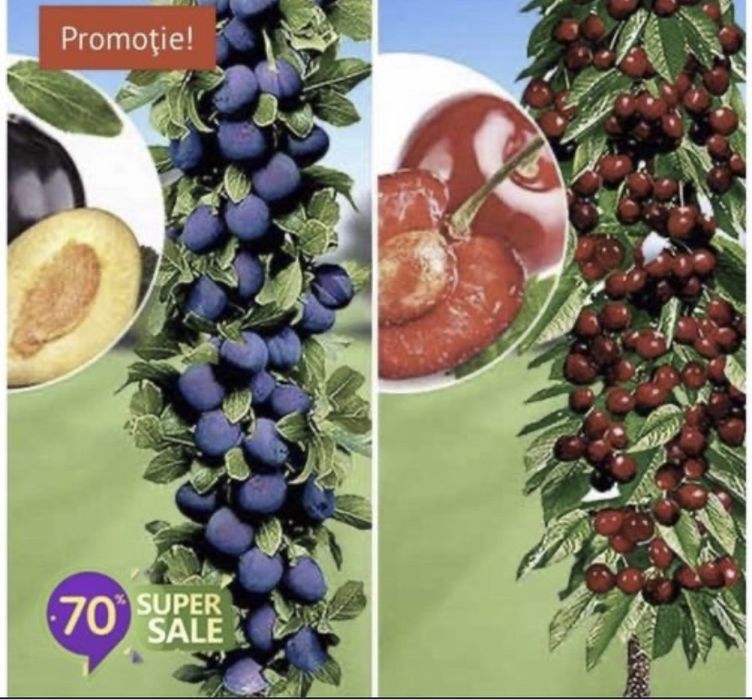 Pomi fructiferi columnari anul 2/3/4 pe rod