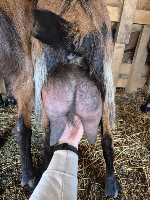 Capre Alpina Franceză – vând tot efectivul