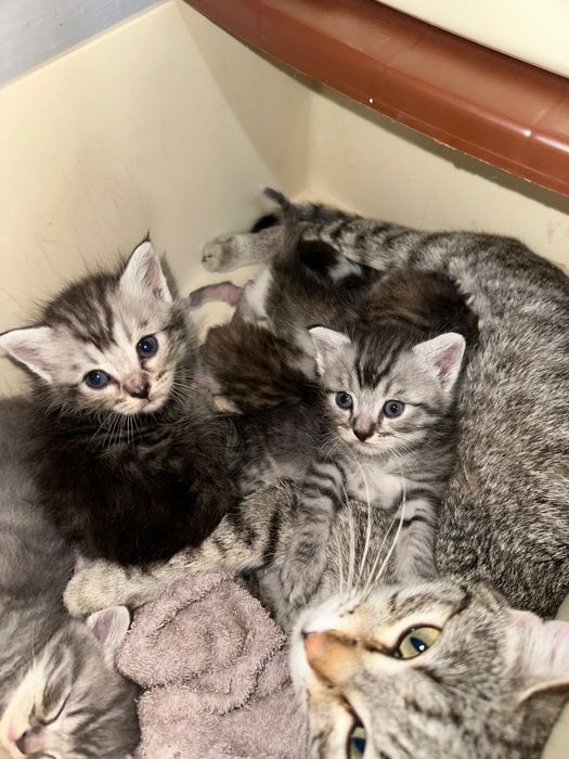 Отдам котят в хорошие руки))