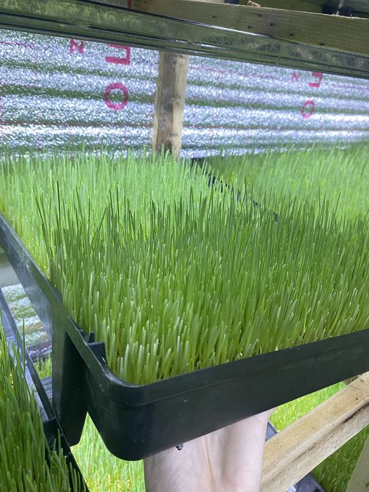 Подносы для гидропоника