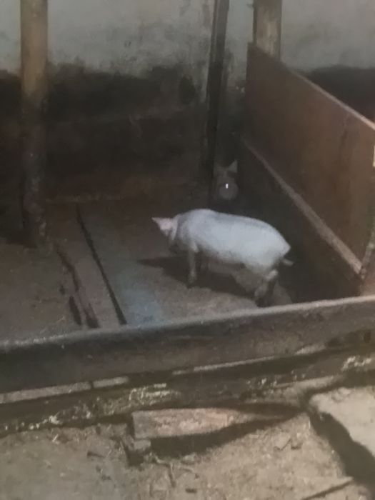 Продам поросят крупные