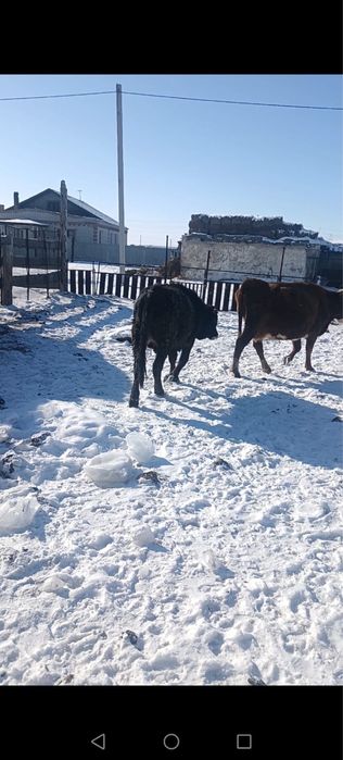 бука сатамын/продам быков