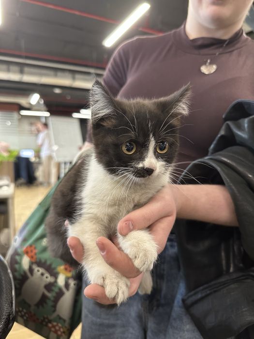 Котенок, девочка, пару месяцев