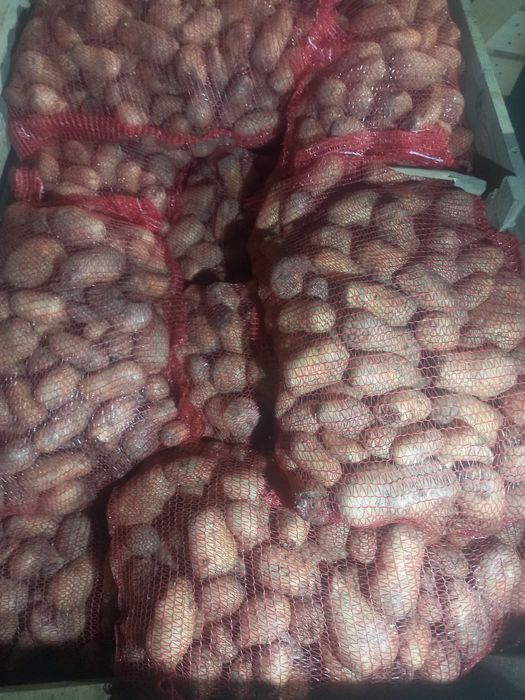 Cartofi pentru animale ( din consum cu defecte), cantitate mare