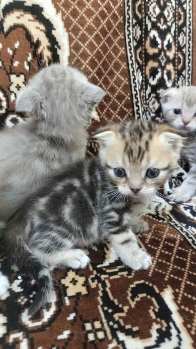 шотландские котята