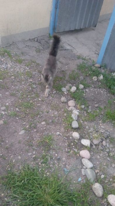 Отдам кошку в добрые руки.