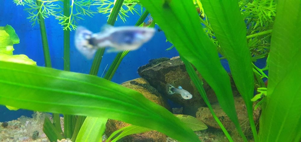 Рыбки "Гуппи" в ассортименте