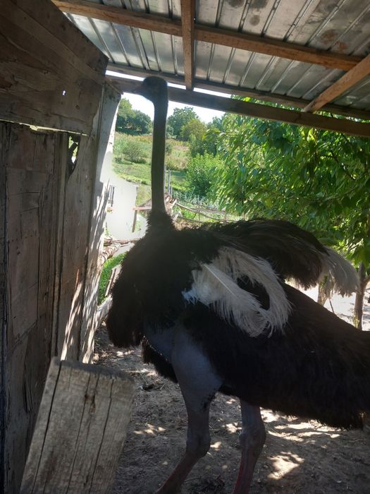 Struti un mascul si o femela