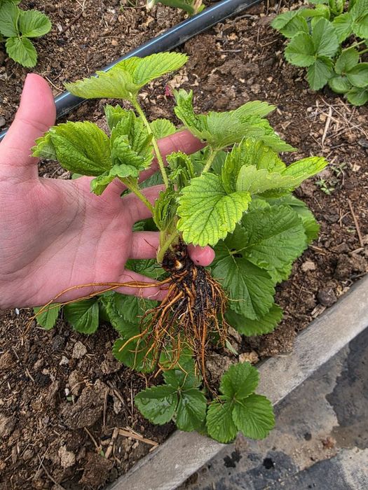 Саженцы клубники