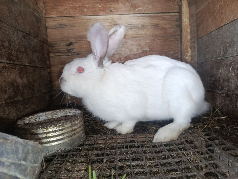 Продам кроликов х