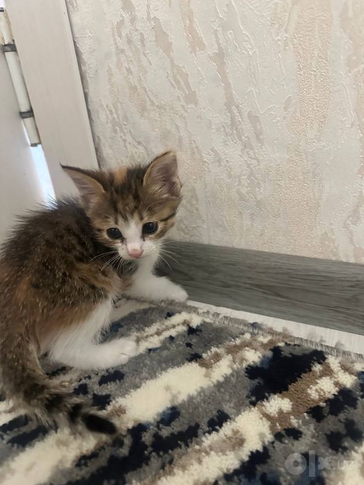 Отдам котят в хорошие руки