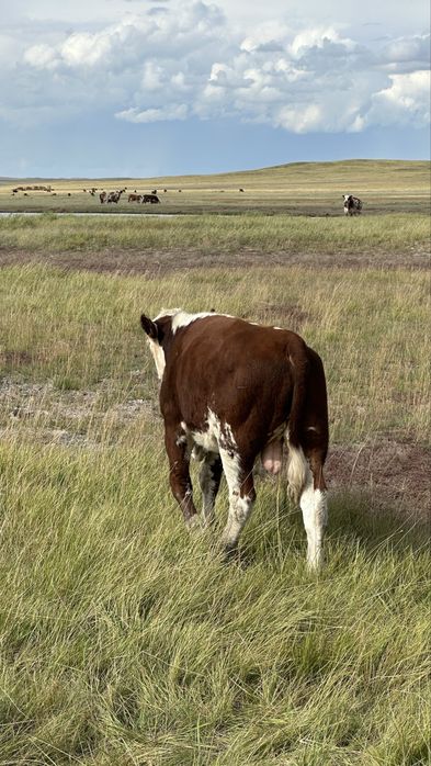 Подсос бұзаулар бычки