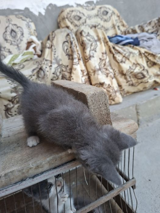 Продается котят мейн кун