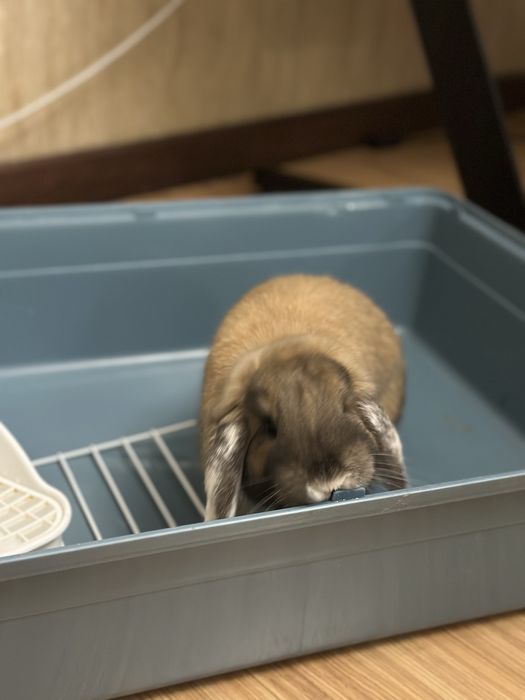 Кролик Карликовый