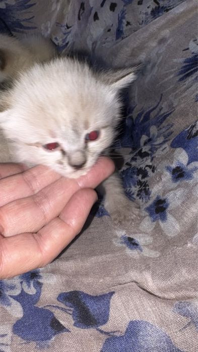 Котята отдам добрый руки