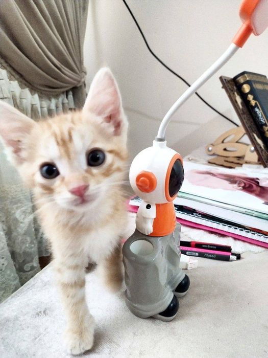 Gozal mushuk bilan tola qiz