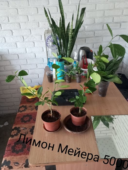 Продам или обменяю