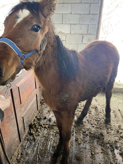 Продам двух лошадей на согым