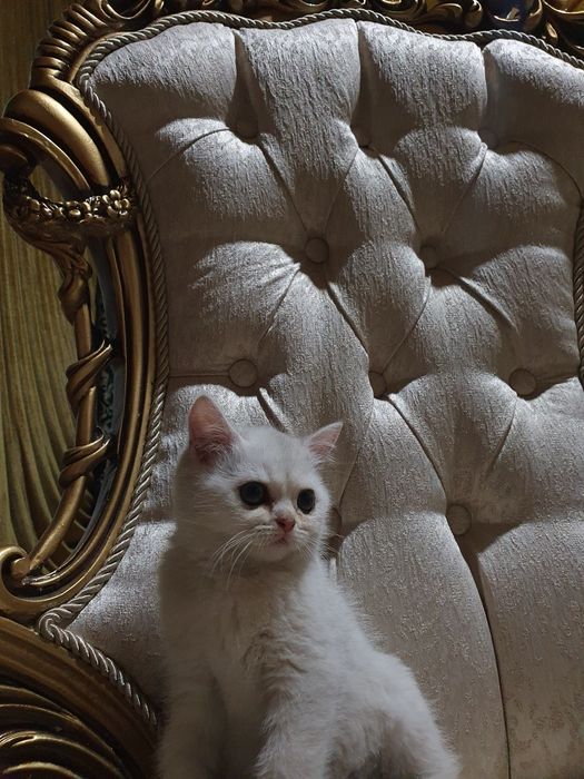 Серебрянная шиншилла