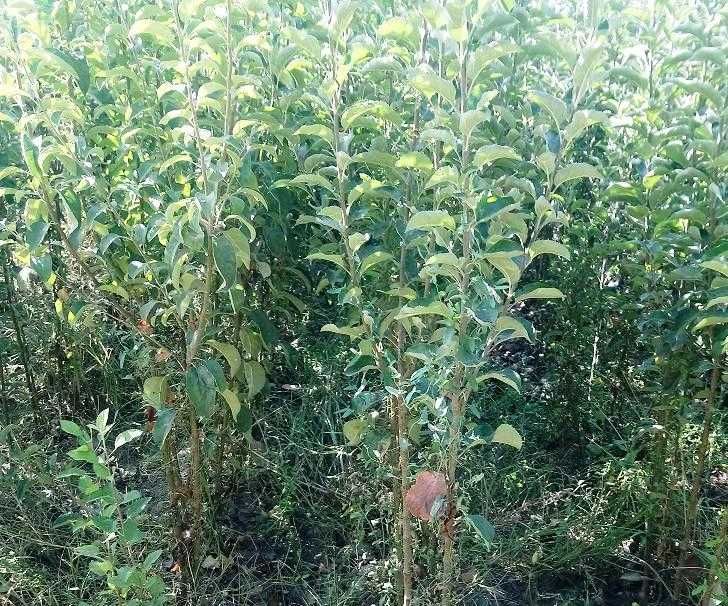 Ассортимент Олма кучатлари