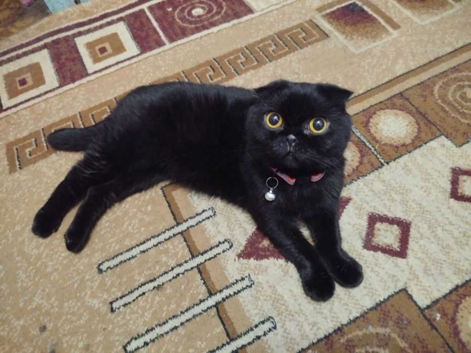 Кошка порода скоттиш фолд