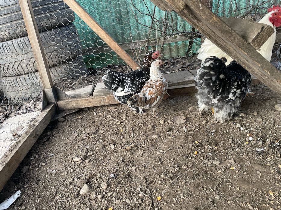 Vand gaini americane