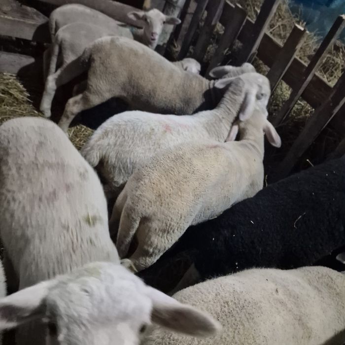 Berbecuți lacaune