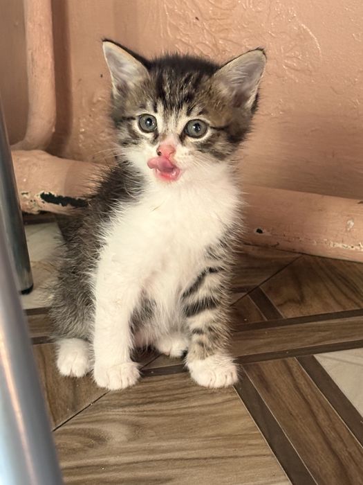 Отдам котенка в добрые руки )мальчик)