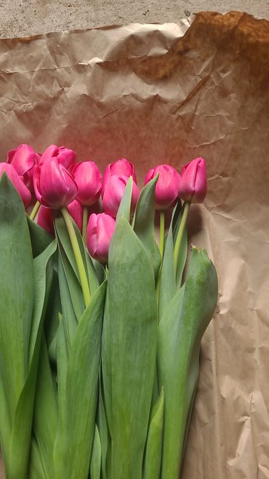 Цветый тюльпан в розницу