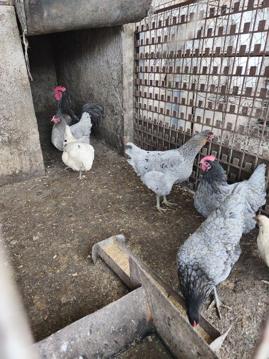 Vând 4 găini australorp albastru